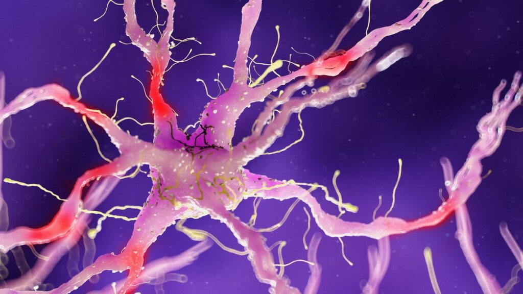 Nerve